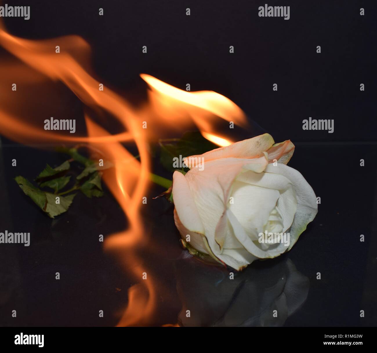 Fire rose hires stock photography and images Alamy