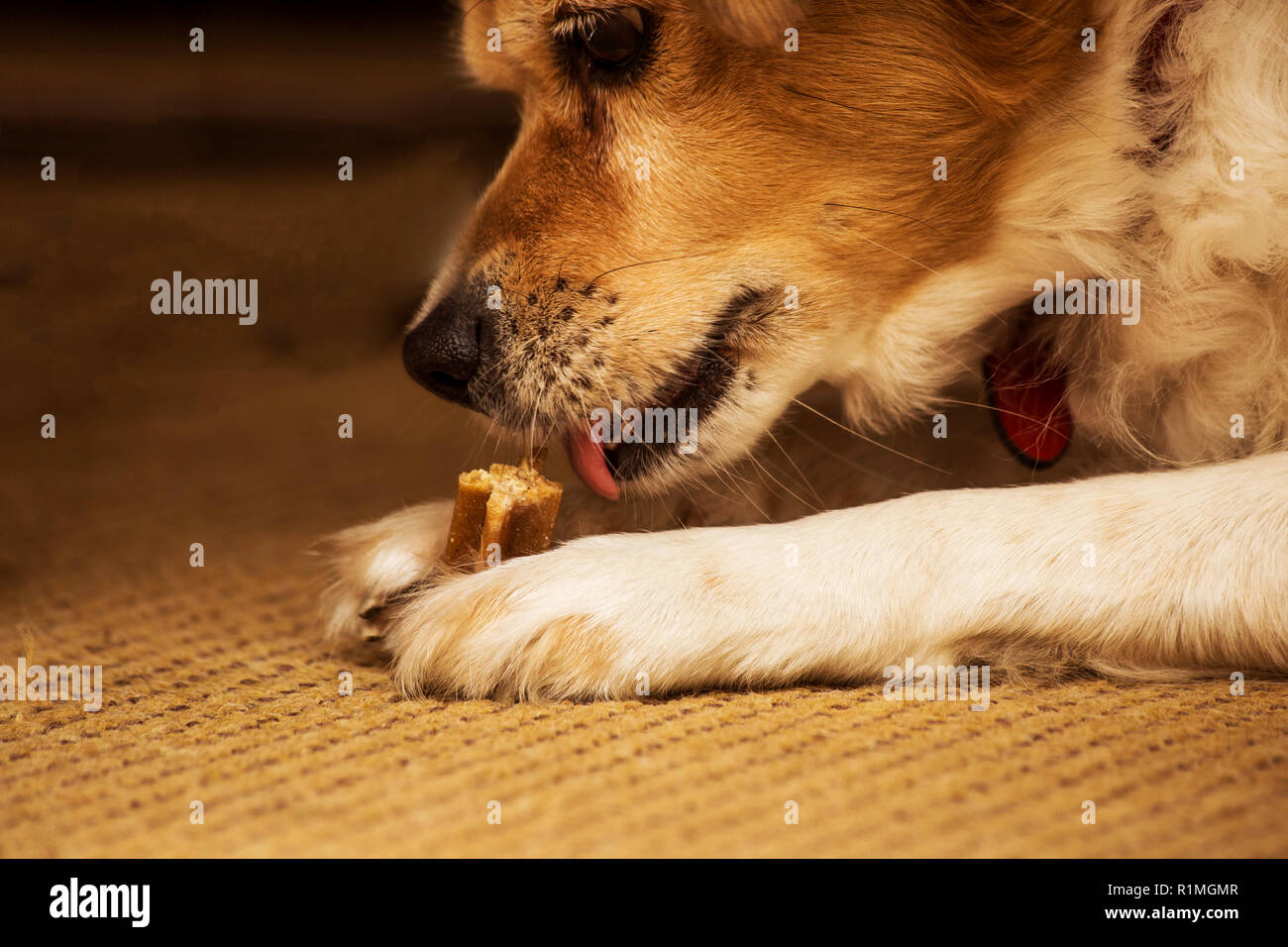 Dog bone animal hires stock photography and images Alamy