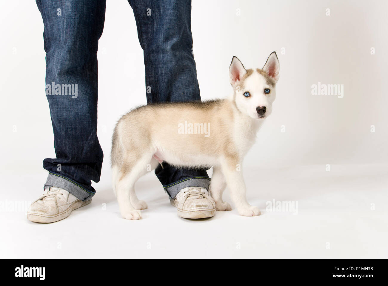 A very cute young male Husky puppy stands beside his young masters legs  Stock Photo - Alamy