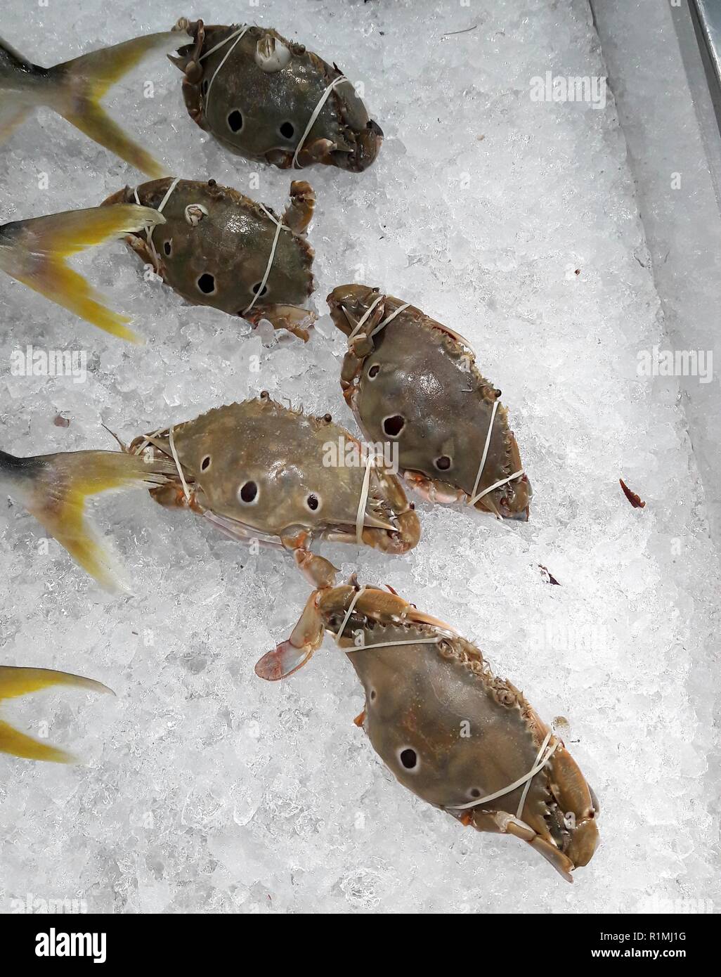beautiful picture of three-spot swimming crab (Portunus sanguinolentus) in Thai market Stock Photo