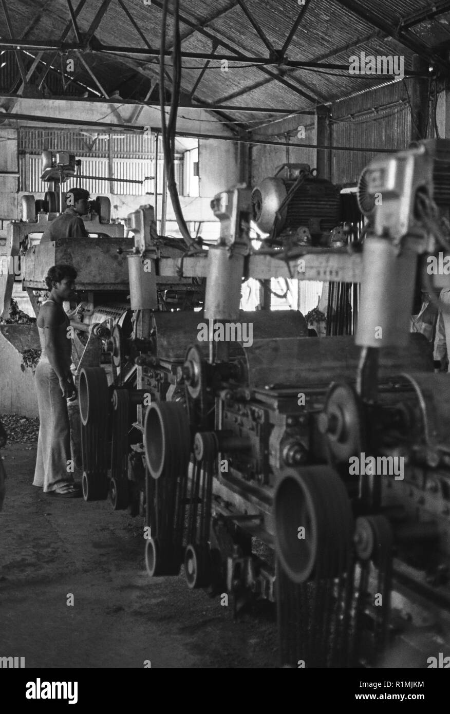 Khadim nagar Tea Estate, Sylhet. Shredding machinery. 1980 Stock Photo