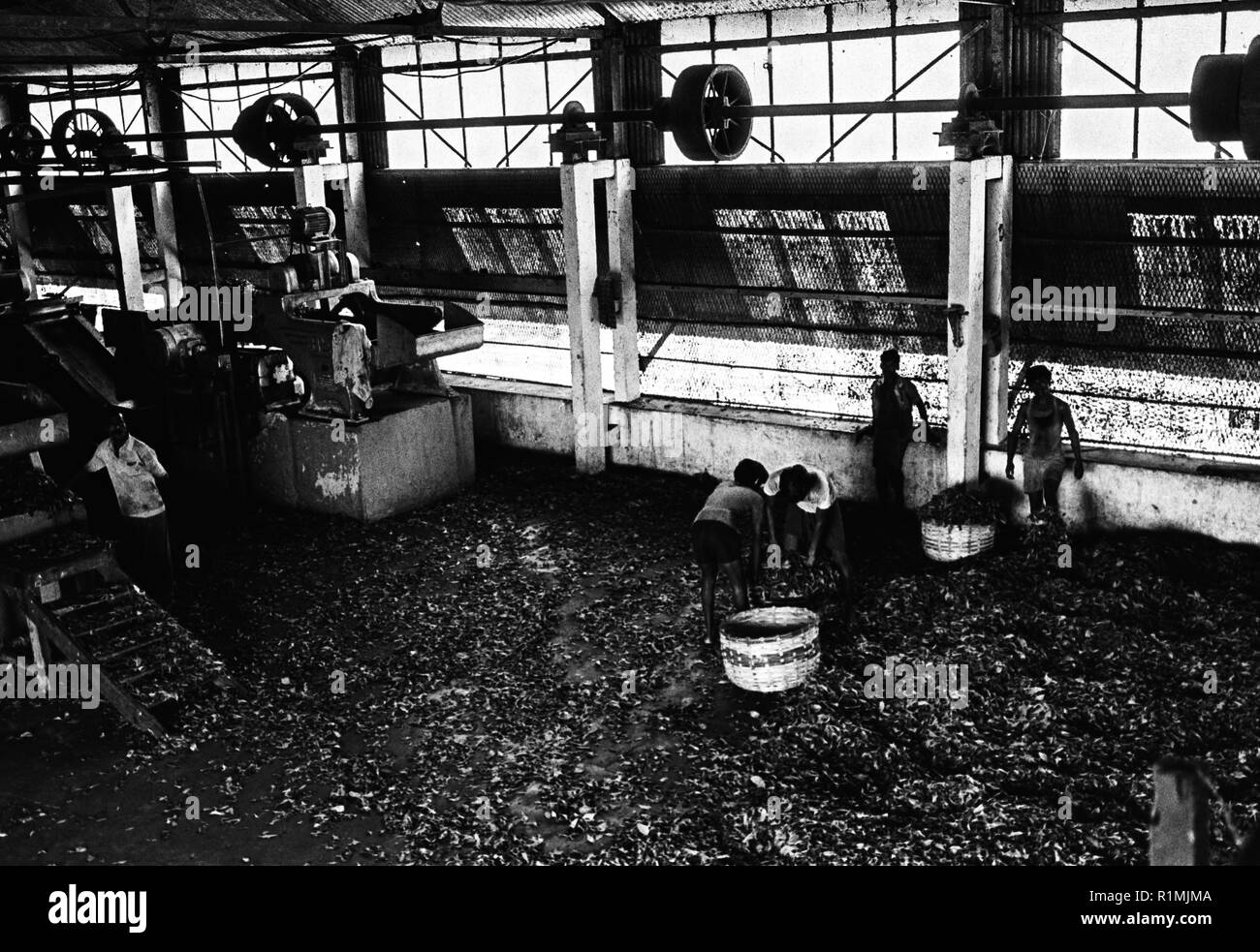 Factory at Khadim Nagar Tea Estate, Sylhet district 1980 Stock Photo