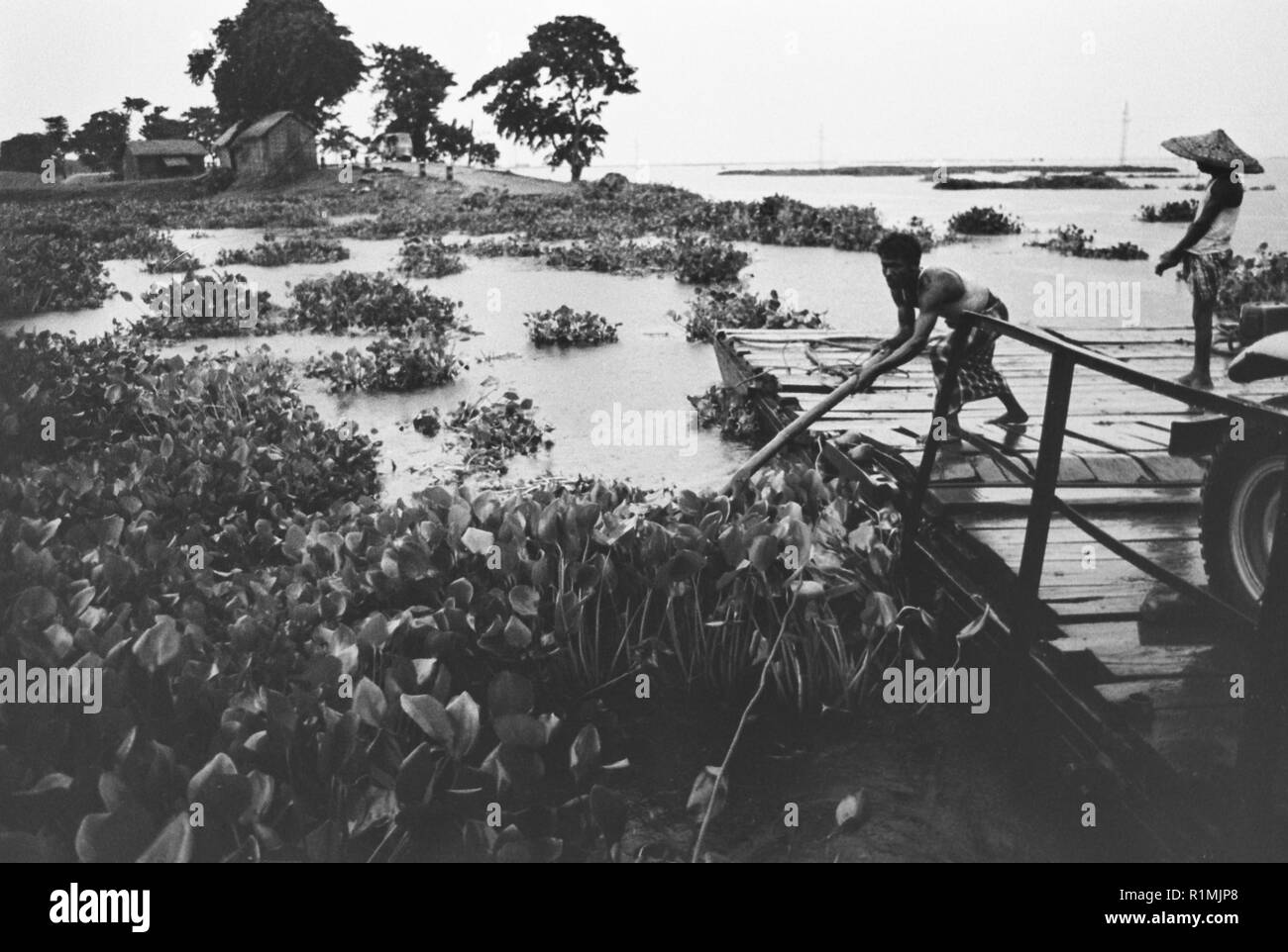 Clearing water hyacinth to get vehicle ferry over Lake Tamabil. 1980 Stock Photo