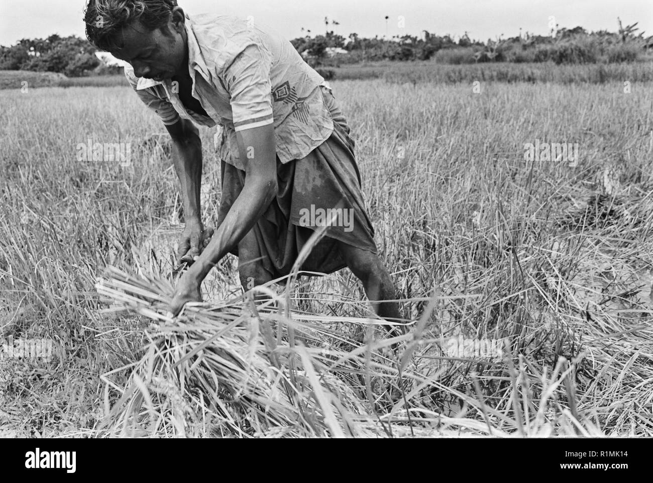 Harvesting rice Black and White Stock Photos & Images Alamy