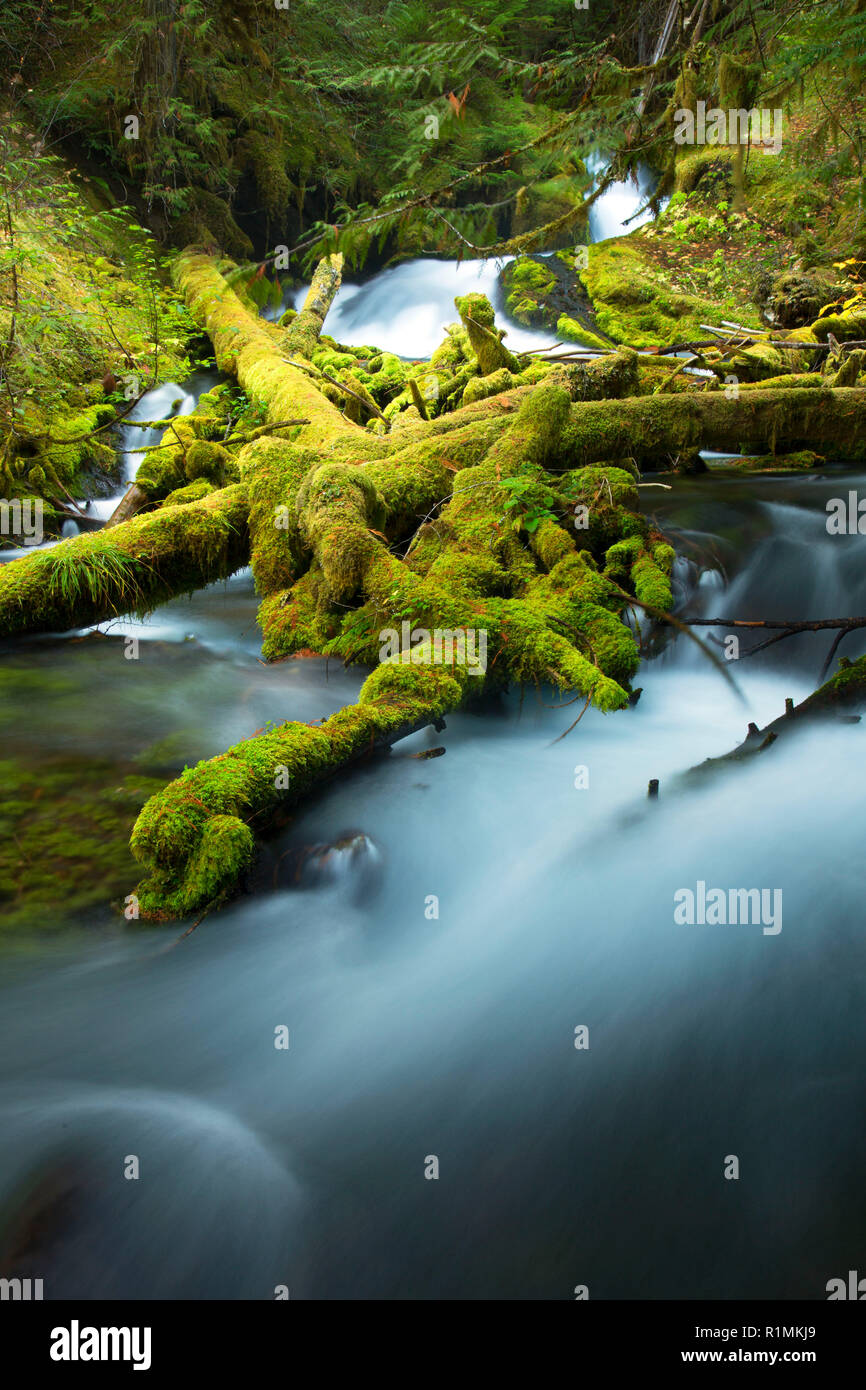 Downing Creek Falls, West Cascades Scenic Byway, Willamette National