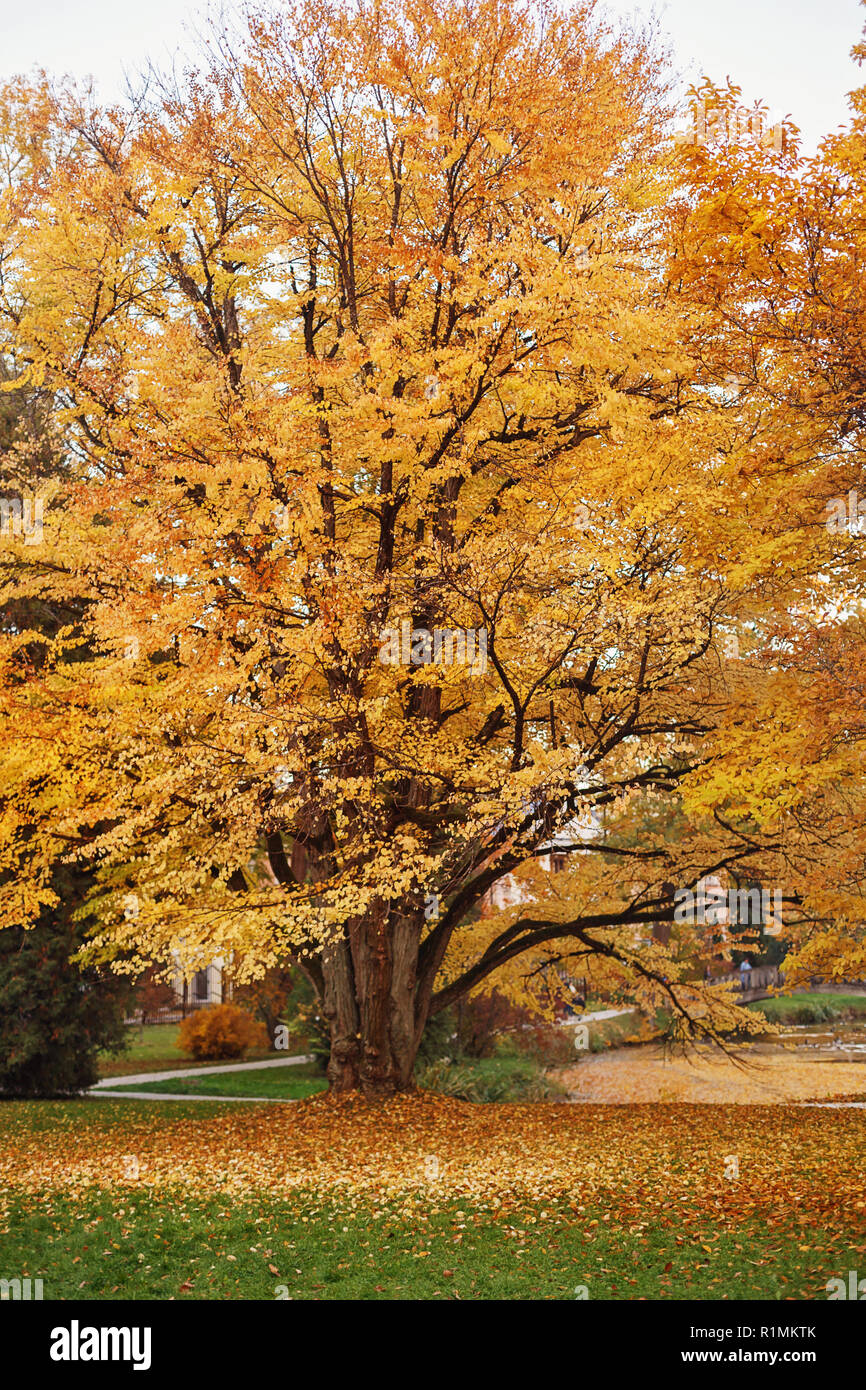 Yellow katsura tree (Cercidiphyllum japonicum) in autumn. In autumn leaves smells like caramel