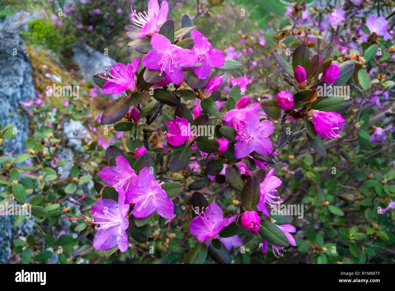 Rhododendron ledebourii in bloom. Altai mountains, Altai Republic, Russia  Stock Photo - Alamy