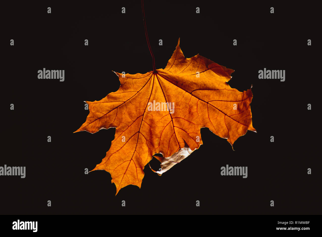 one beautiful orange maple leaf isolated on black Stock Photo
