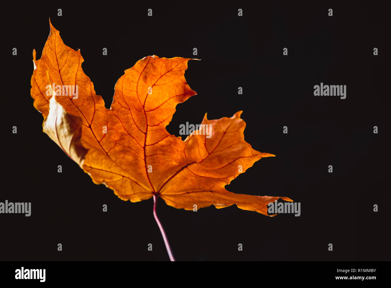beautiful orange maple leaf isolated on black, autumn background Stock Photo