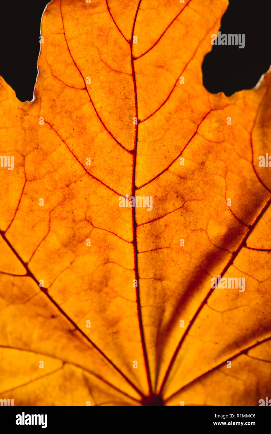 close up of orange maple leaf with veins isolated on black, autumn background Stock Photo