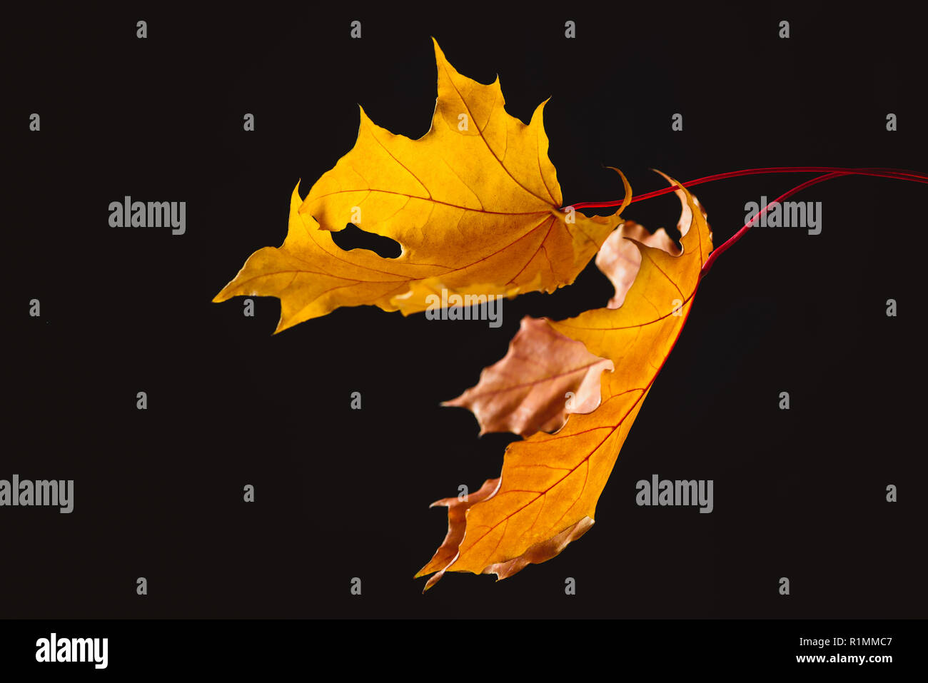 falling maple leaves isolated on black, autumn background Stock Photo