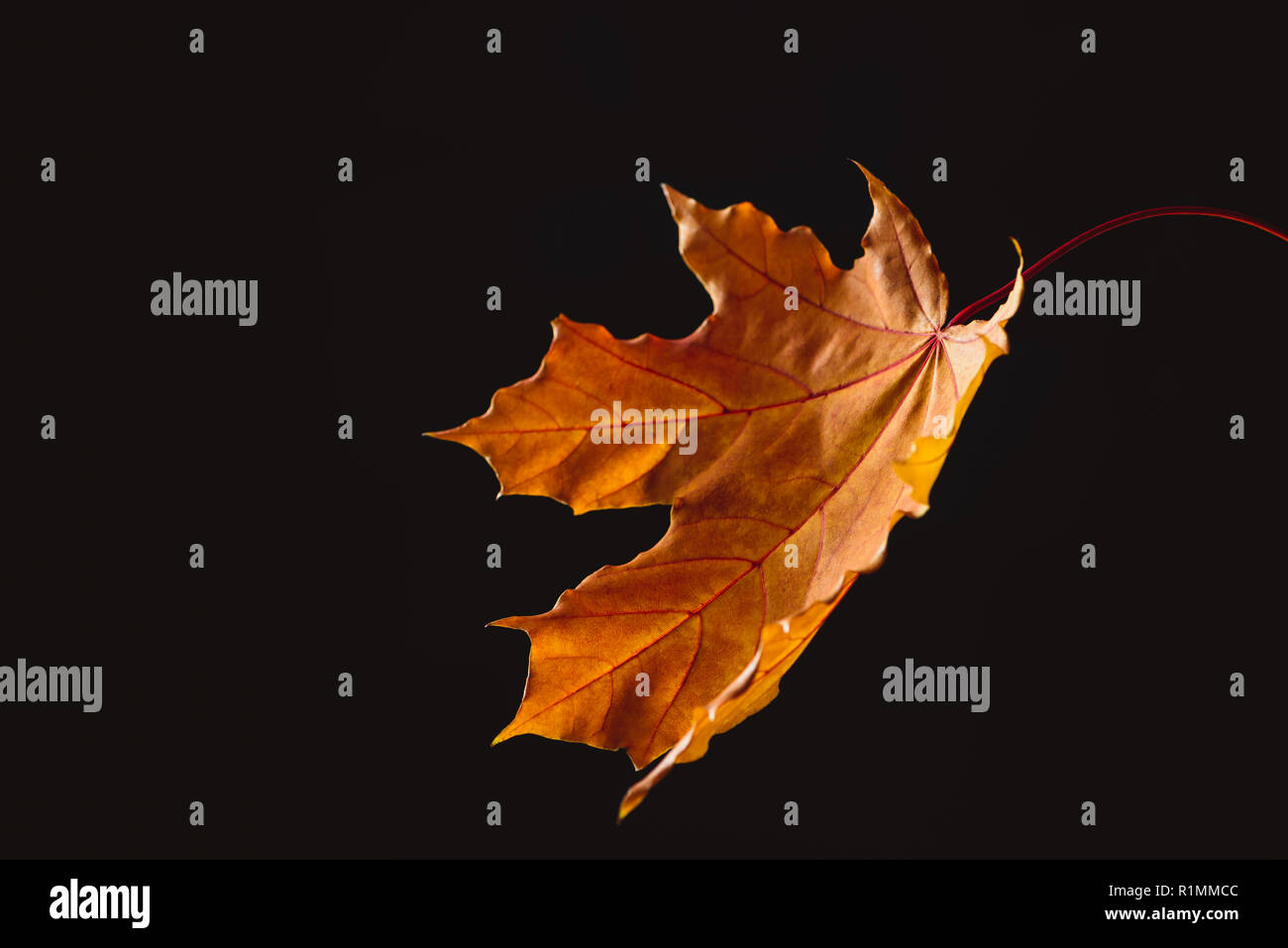 one falling orange maple leaf isolated on black, autumn background Stock Photo