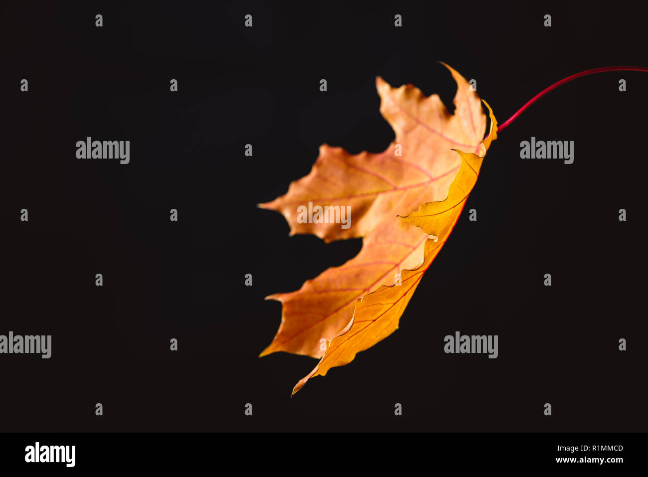 one orange maple leaf isolated on black, autumn background Stock Photo
