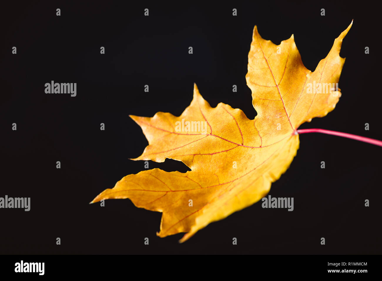 one yellow maple leaf isolated on black, autumn background Stock Photo