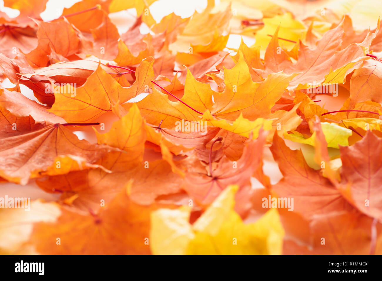 selective focus of orange and yellow maple leaves, autumn background Stock Photo