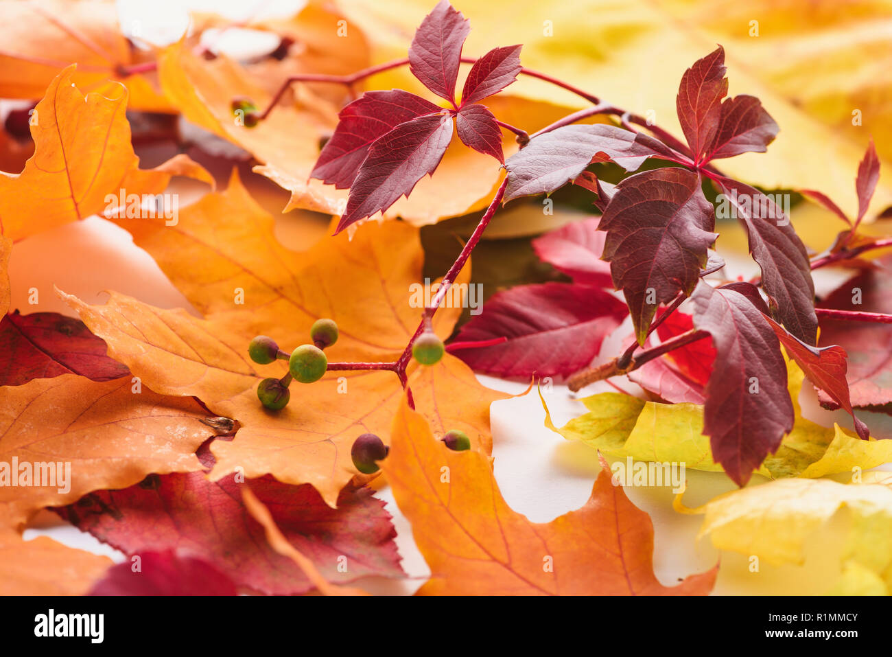 autumn burgundy leaves and orange maple leaves on white surface Stock Photo