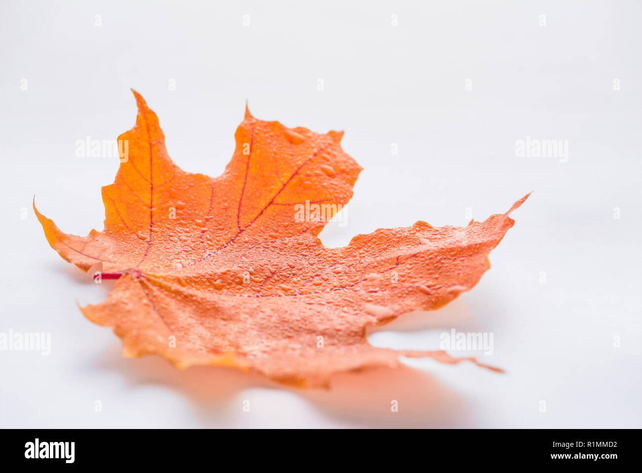 selective focus of one orange maple leaf with water drops on white, autumn background Stock Photo