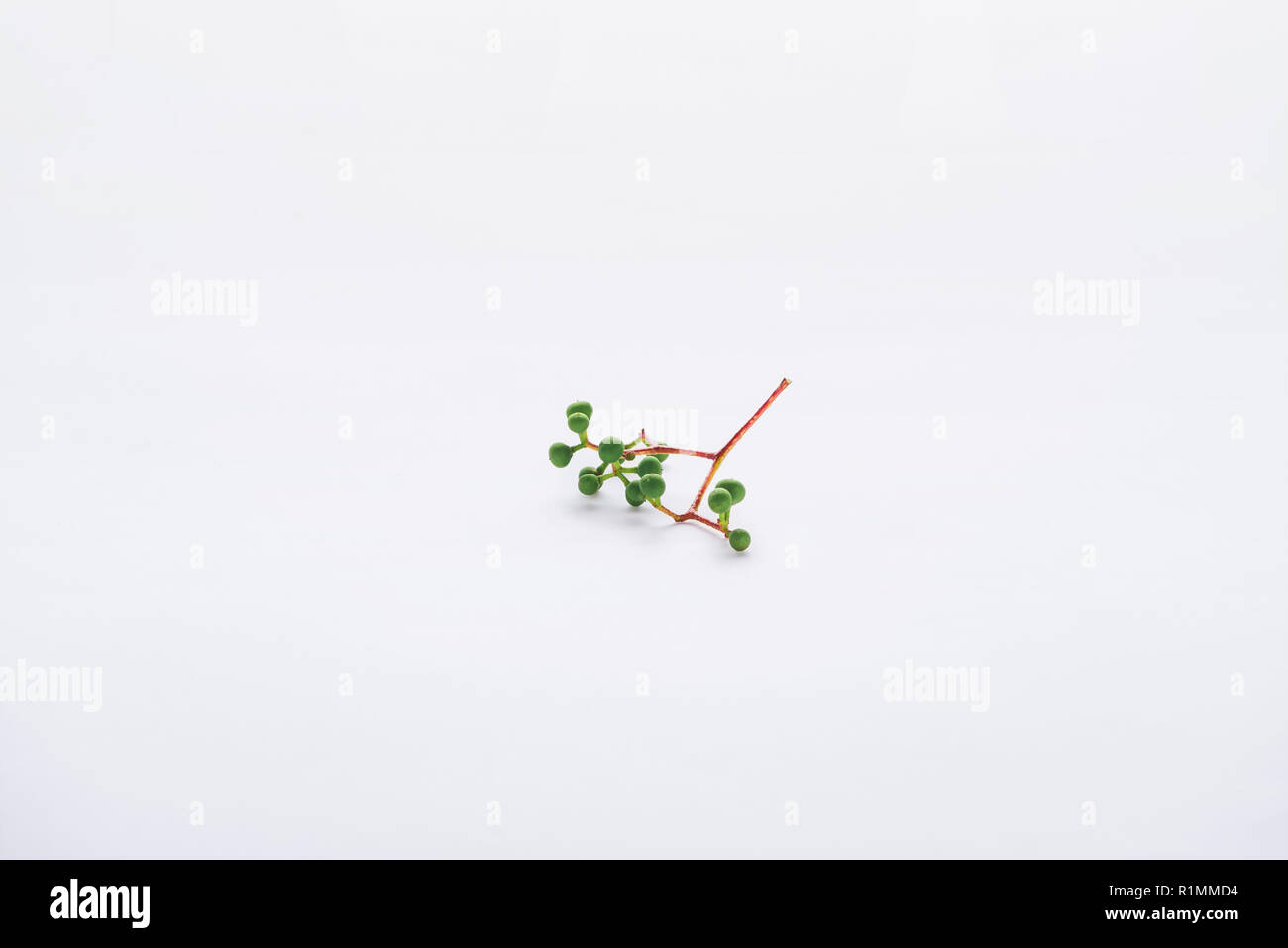 twig with green berries isolated on white Stock Photo