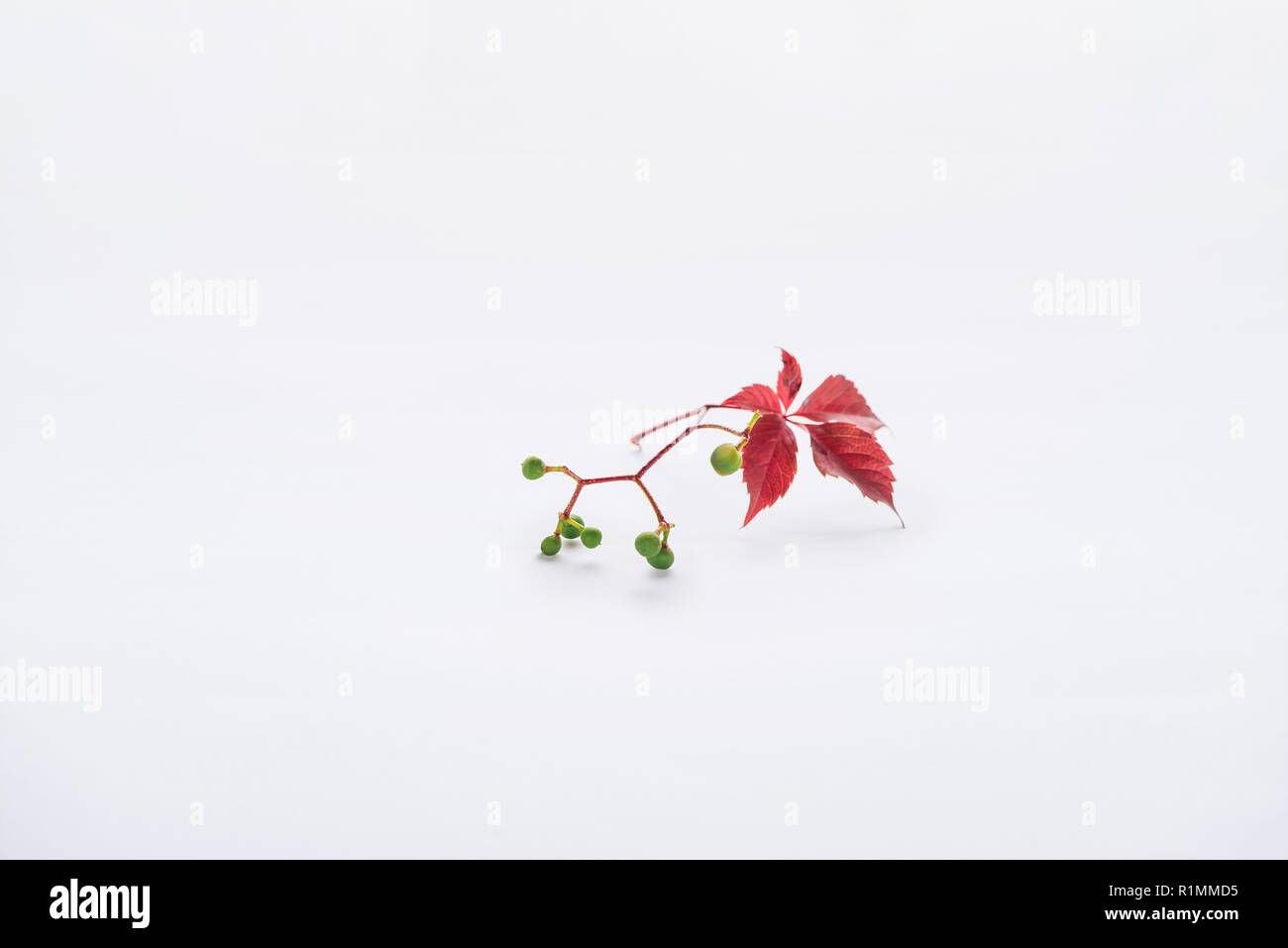 twig with burgundy leaves and green berries isolated on white, autumn background Stock Photo