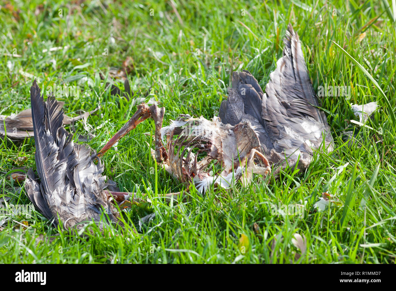 Heron  caught and eaten by a bird of prey in the Netherlands Stock Photo