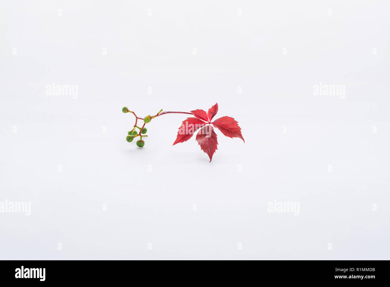 beautiful twig with burgundy leaves and green berries isolated on white Stock Photo