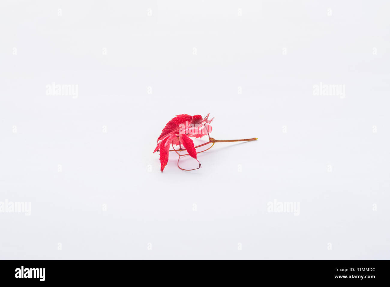 twig with red leaves isolated on white, autumn background Stock Photo