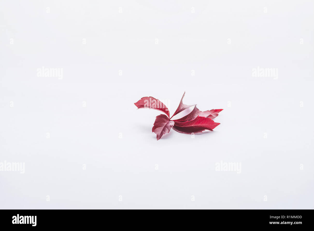 twig with burgundy leaves isolated on white, autumn background Stock Photo