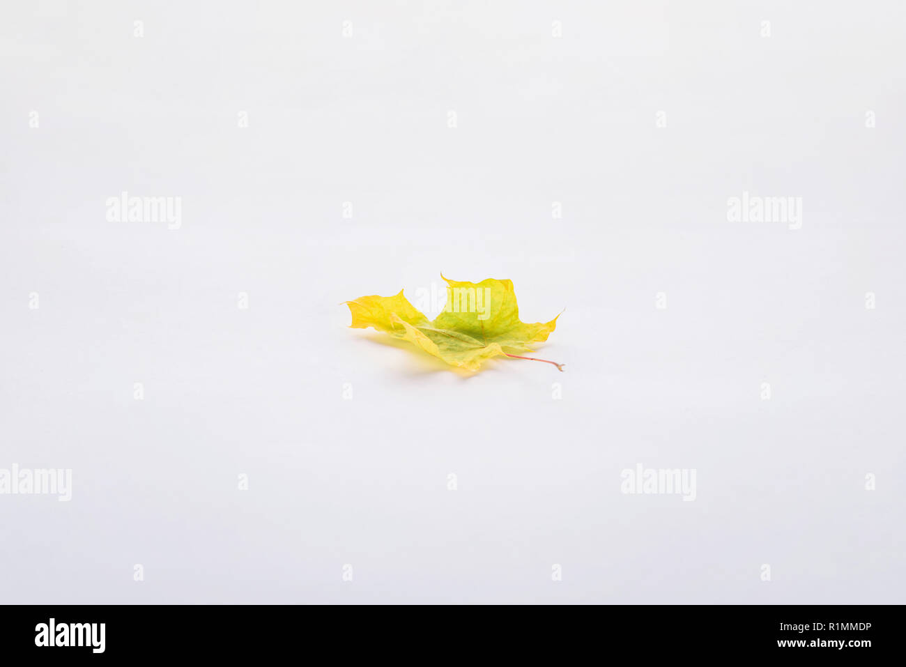 one beautiful yellow green maple leaf isolated on white, autumn background Stock Photo
