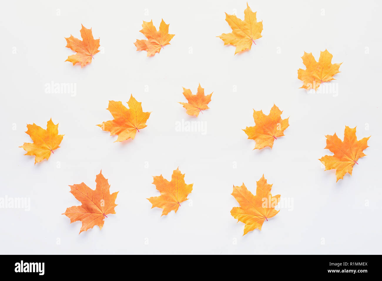 set of orange autumnal maple leaves isolated on white Stock Photo
