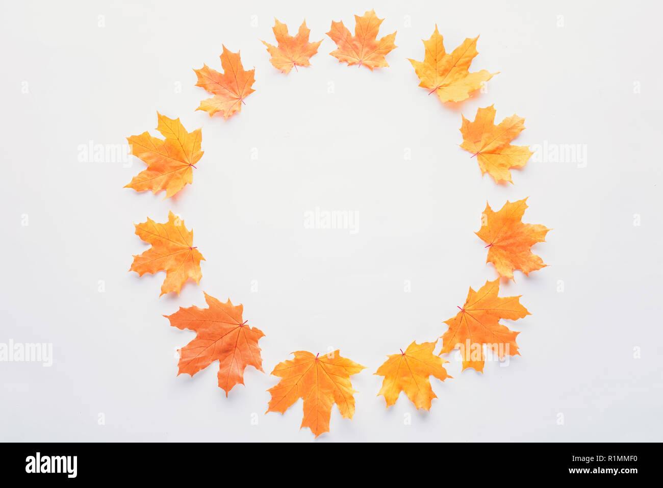 flat lay of orange maple leaves in circle isolated on white Stock Photo