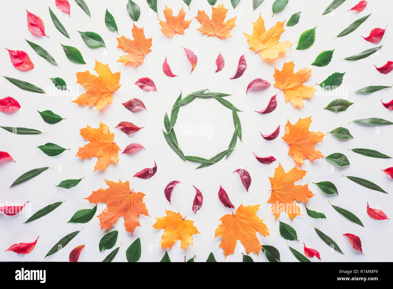 flat lay of circles of colored leaves isolated on white, autumn background Stock Photo
