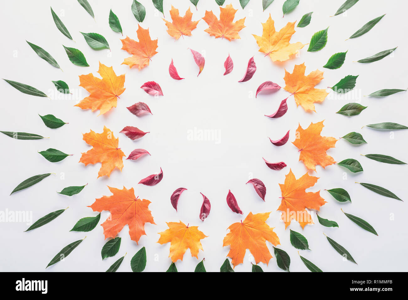 flat lay of circles of autumnal leaves isolated on white Stock Photo