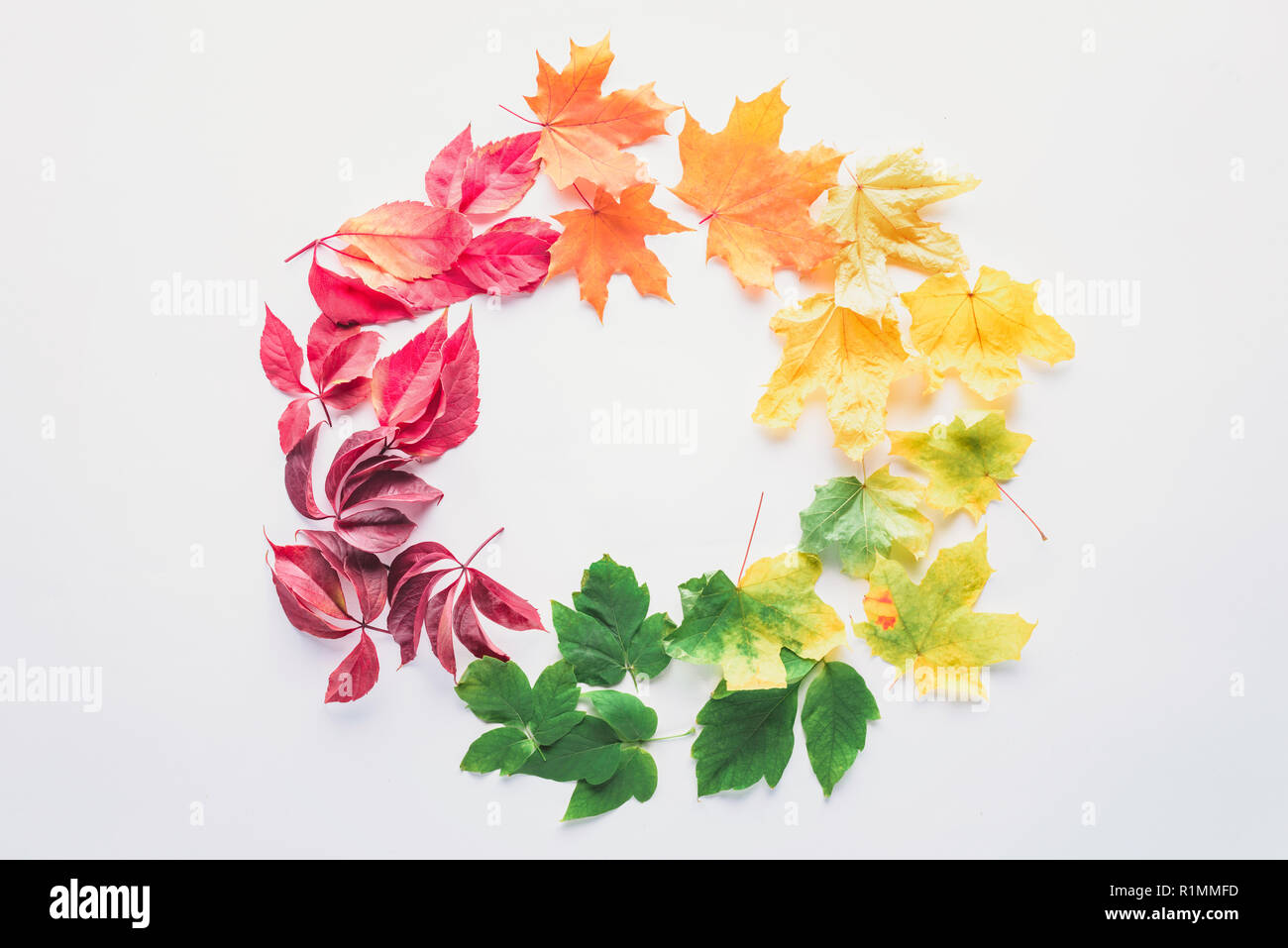 flat lay of autumnal maple leaves in circle isolated on white Stock Photo
