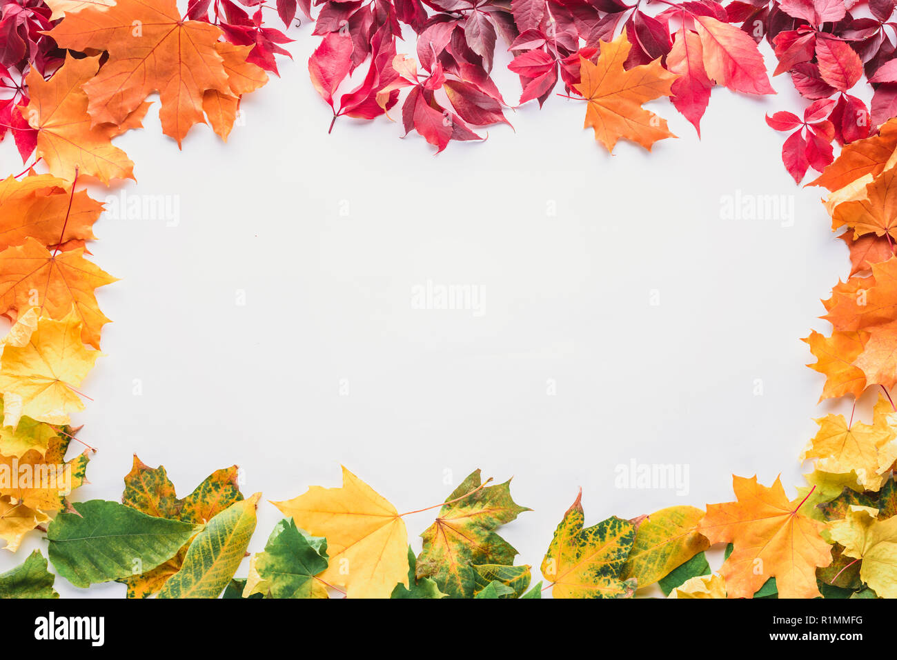 top view of colored frame of maple leaves isolated on white, autumn background Stock Photo