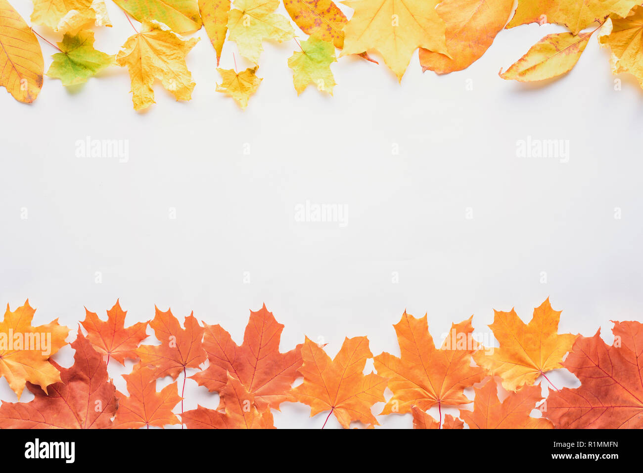 top view of yellow and orange maple leaves isolated on white, autumn background Stock Photo