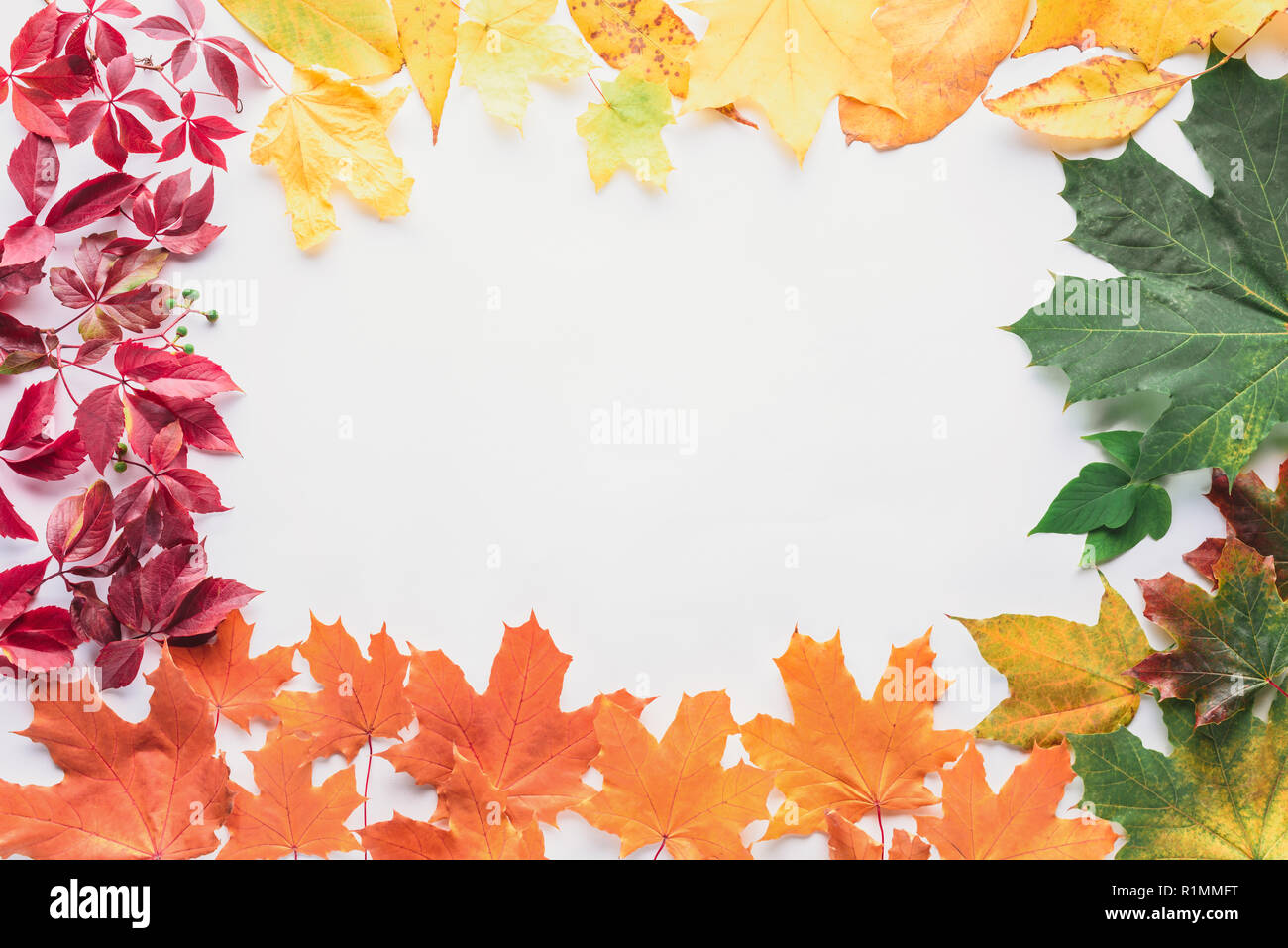 top view of frame of autumnal leaves isolated on white Stock Photo