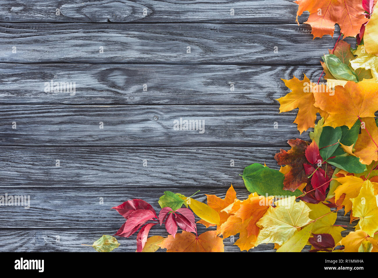 top view of autumnal leaves on grey wooden surface Stock Photo