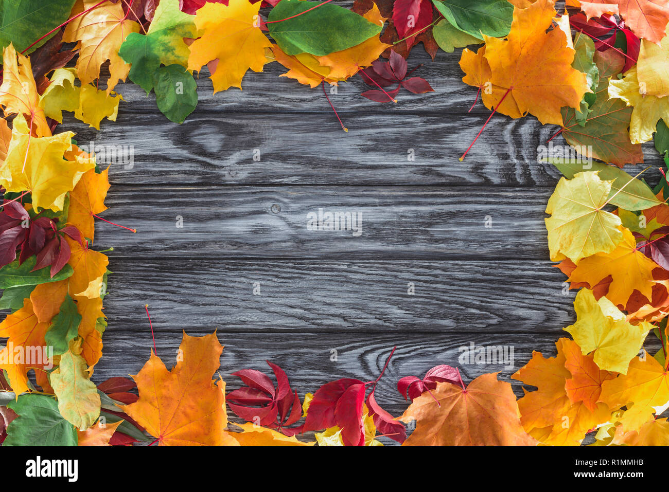 top view of frame of autumnal maple leaves on wooden grey surface Stock Photo