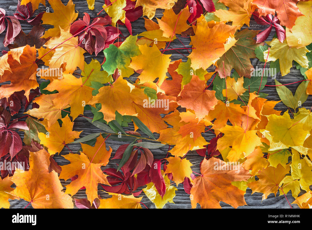 top view of autumnal colored leaves on wooden grey surface Stock Photo