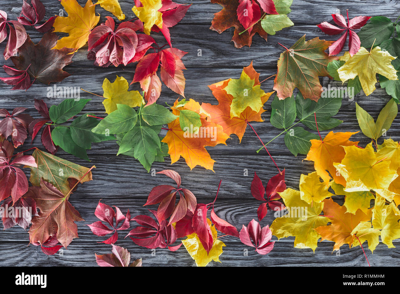 top view of scattered colored autumnal maple leaves on wooden grey surface Stock Photo