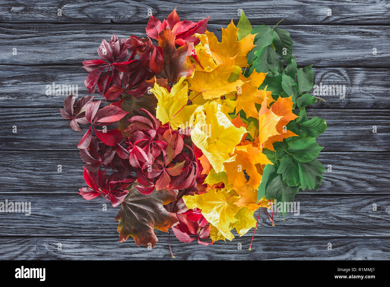 top view of circle of burgundy, yellow and green autumnal maple leaves on wooden grey surface Stock Photo