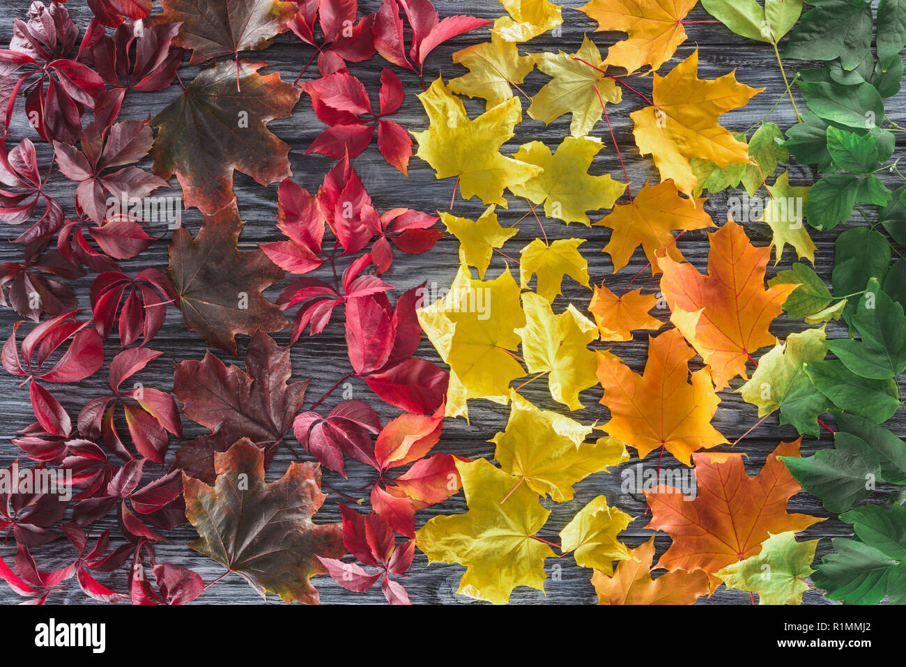 top view of autumnal different maple leaves on wooden surface Stock Photo