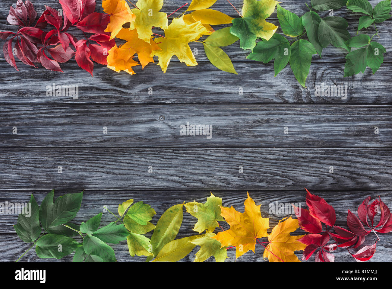 top view of burgundy, yellow and green autumnal maple leaves on wooden surface Stock Photo