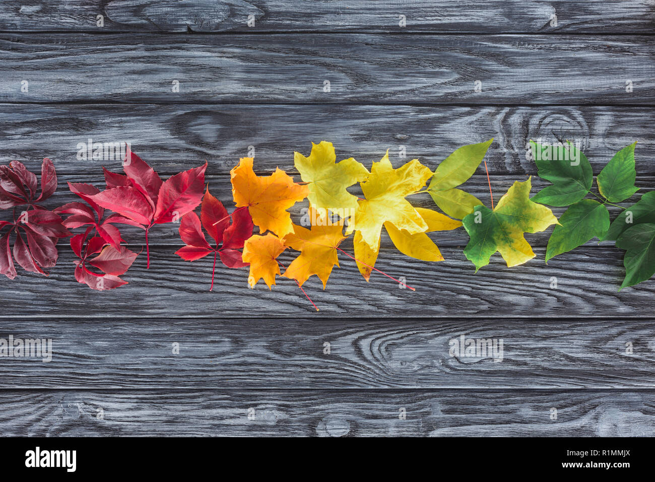 elevated view of row of autumnal maple leaves on wooden grey surface Stock Photo