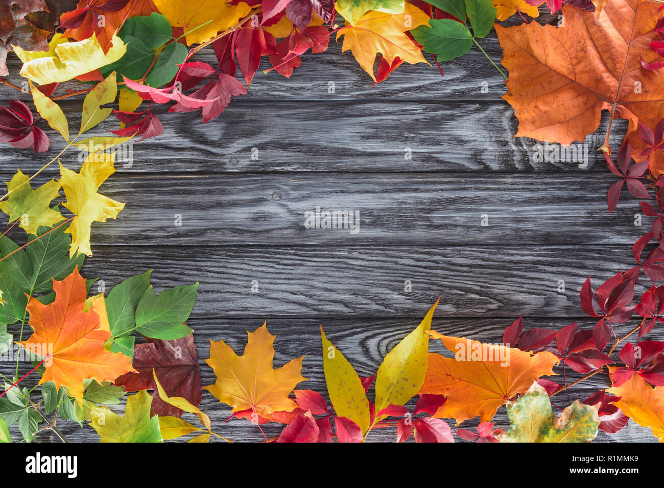 top view of frame of colored autumnal maple leaves on wooden surface Stock Photo
