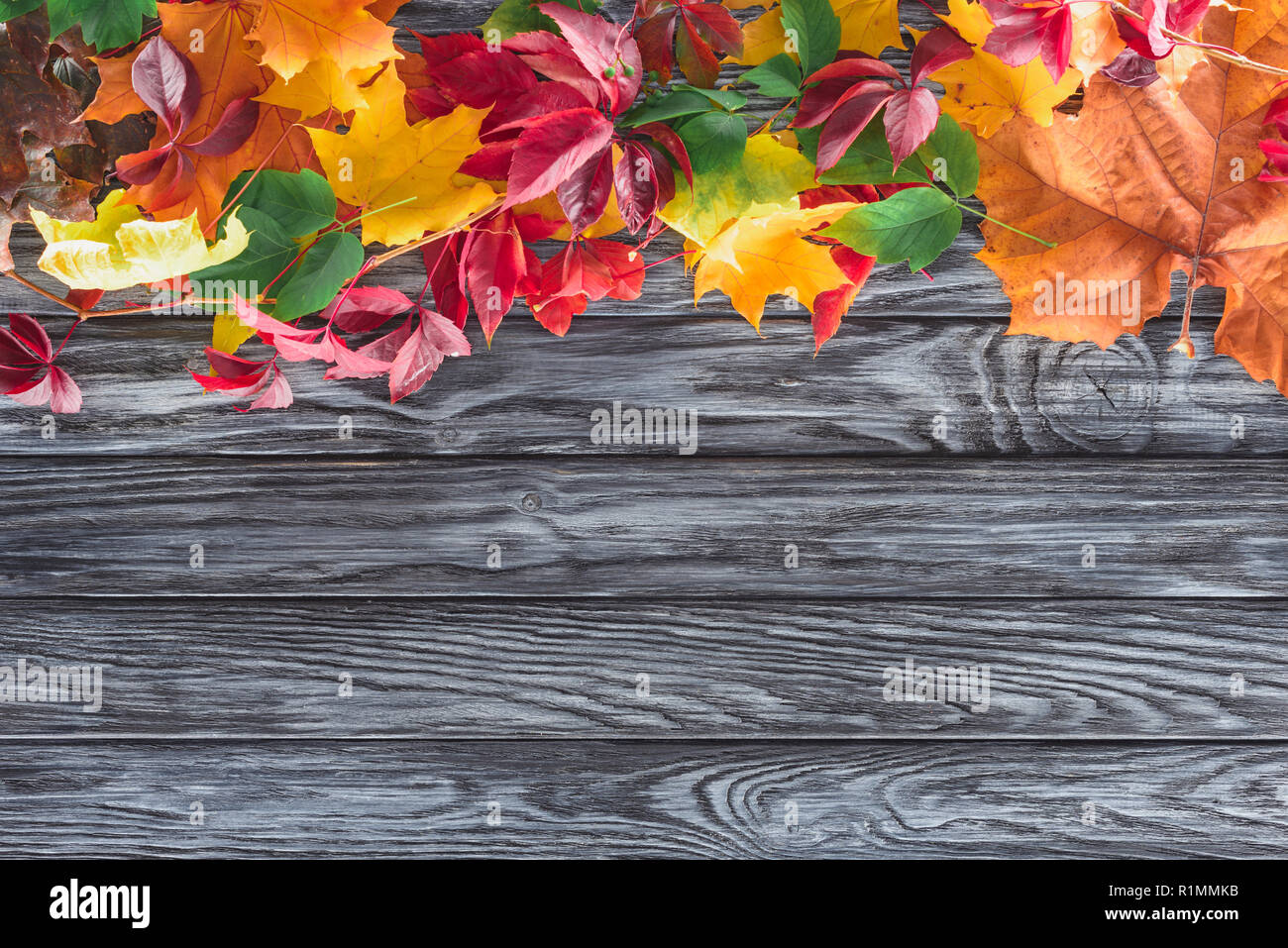 top view of beautiful autumnal maple leaves on wooden grey surface Stock Photo