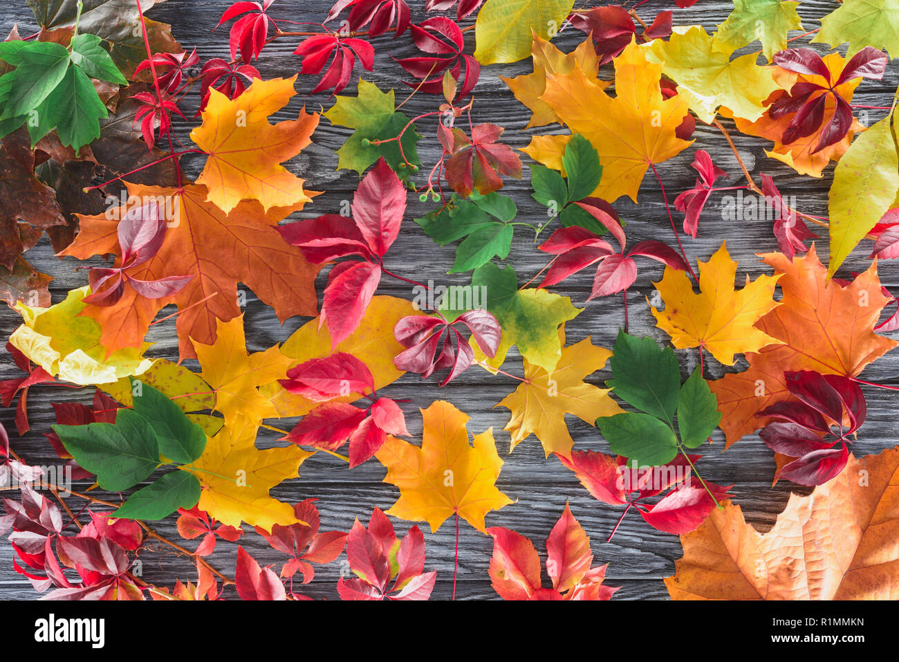 top view of scattered colored autumnal maple leaves on wooden surface Stock Photo