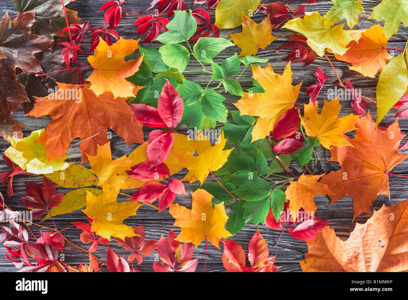elevated view of scattered colored autumnal maple leaves on wooden grey surface Stock Photo
