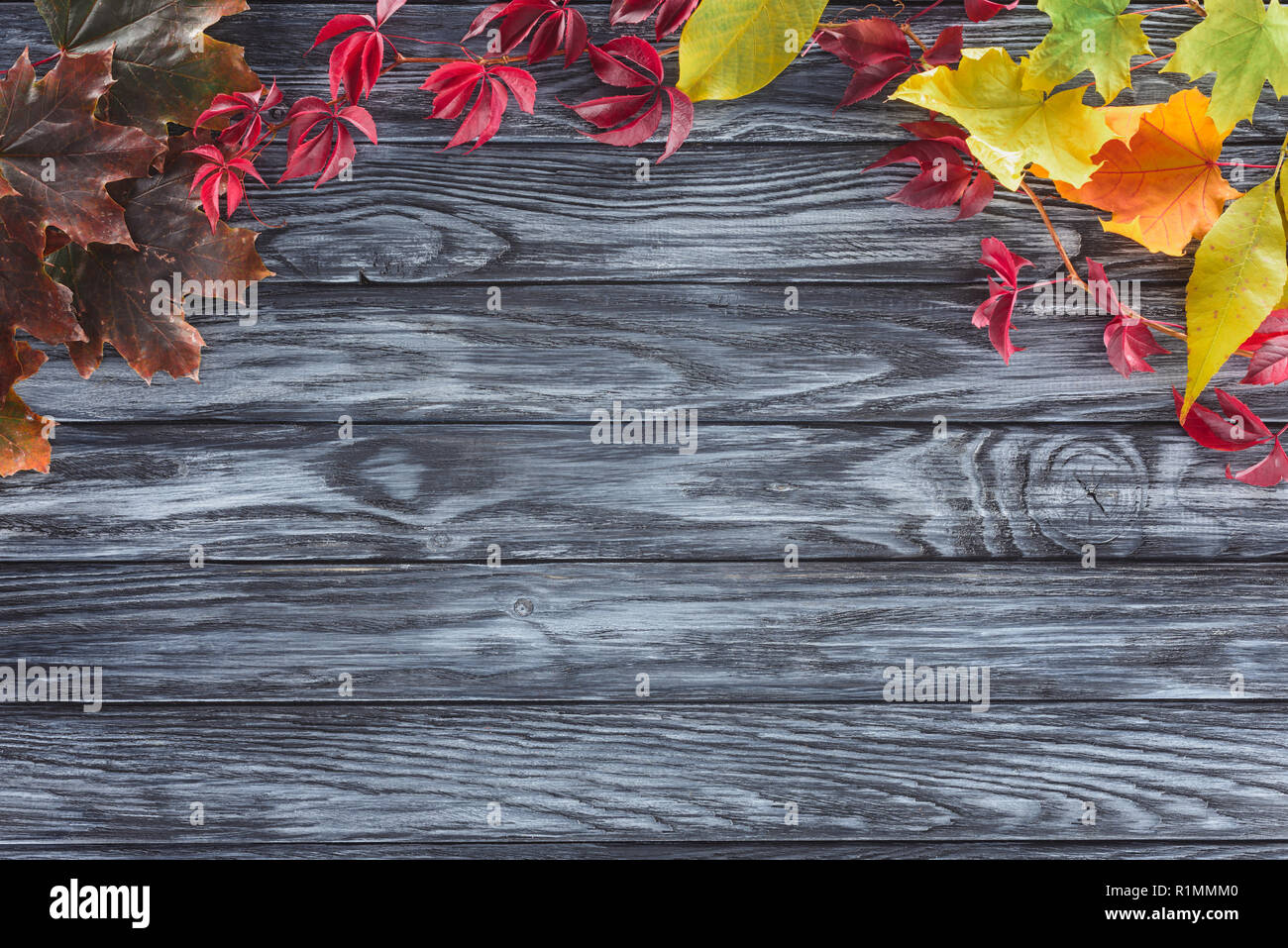 top view of colored autumnal leaves on wooden grey surface Stock Photo