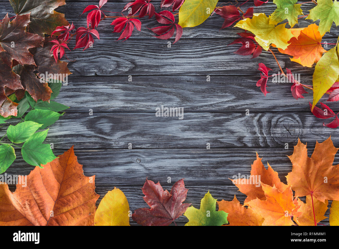 top view of frame of autumnal different leaves on wooden surface Stock Photo